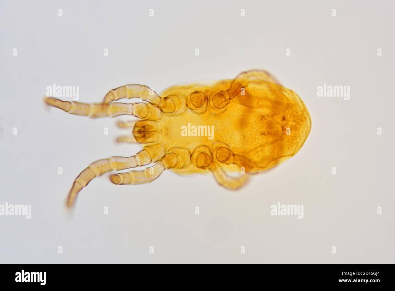 Chiken red mite (Dermanyssus gallinae) is an hematophagous ectoparasite of birds. Optical microscope X100. Stock Photo