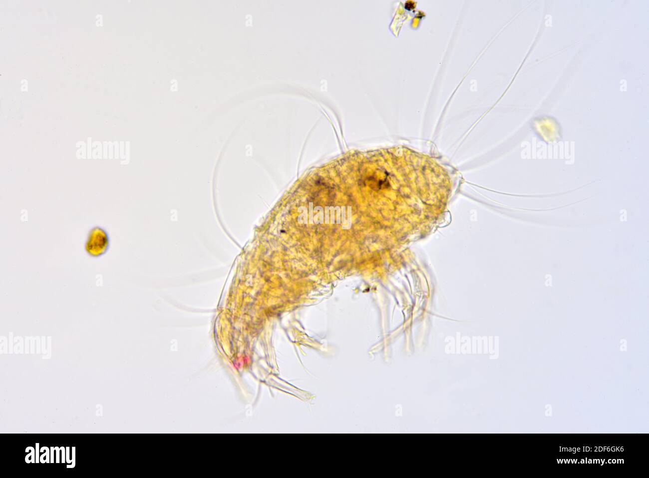 Dust mites actual size
