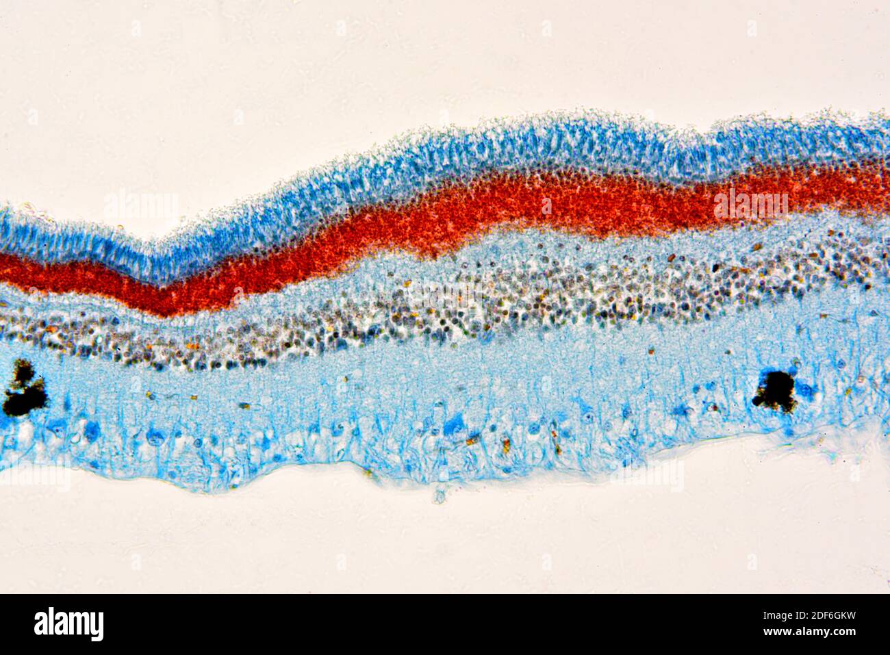 Cat eye retina showing cones and rods. Optical microscope X200 Stock Photo Alamy