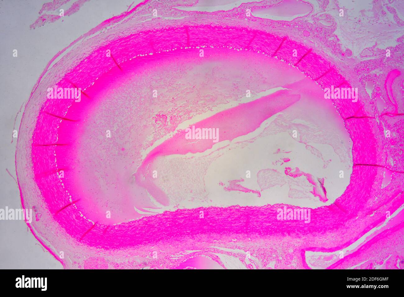 Arteriole (blood vessel). Optical microscope X40. Stock Photo