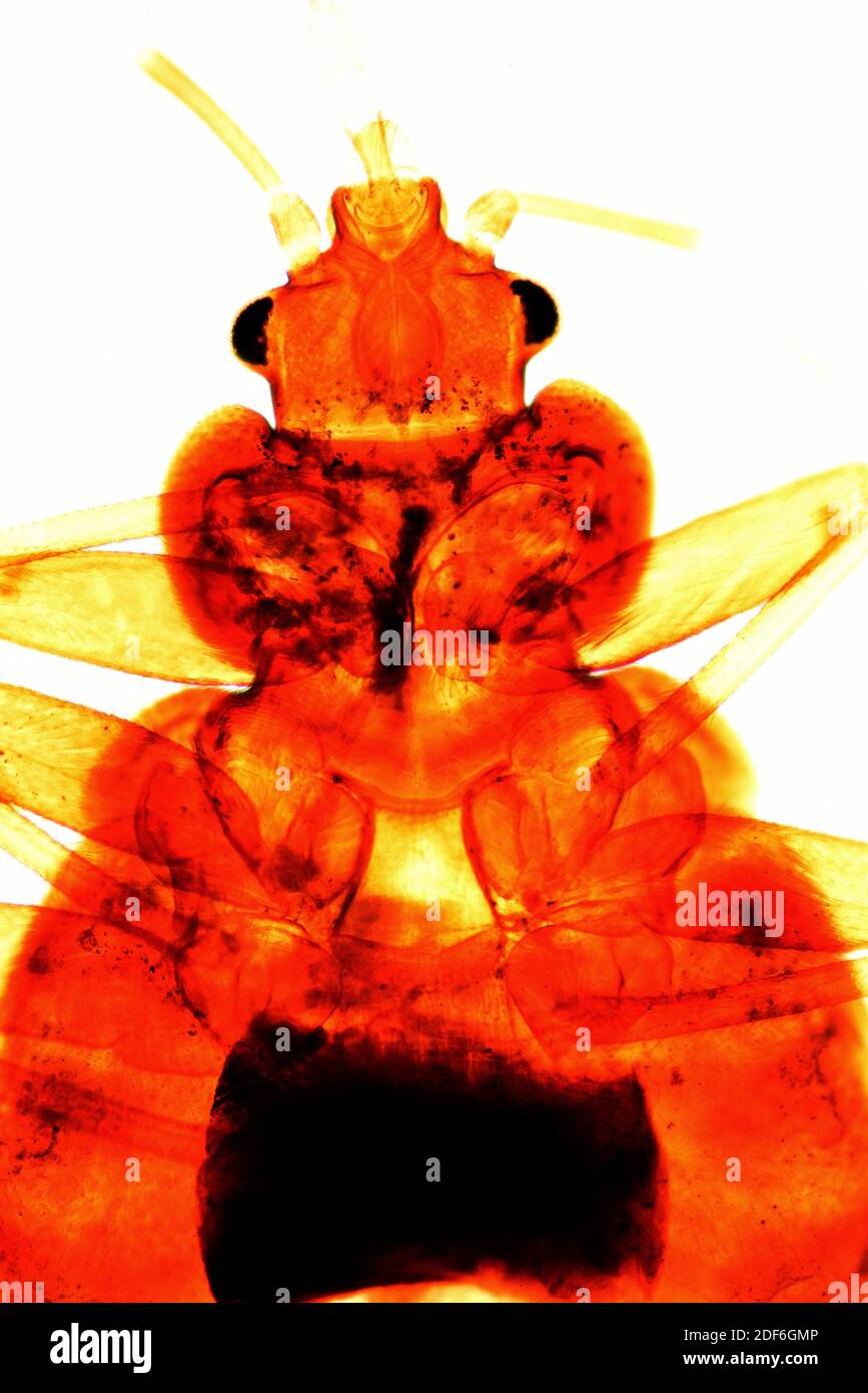 Common bed bug (Cimex lectularius) is a parasitic insect that feeds exclusively on human blood. Is a disease vector. Optical microscope X40. Stock Photo