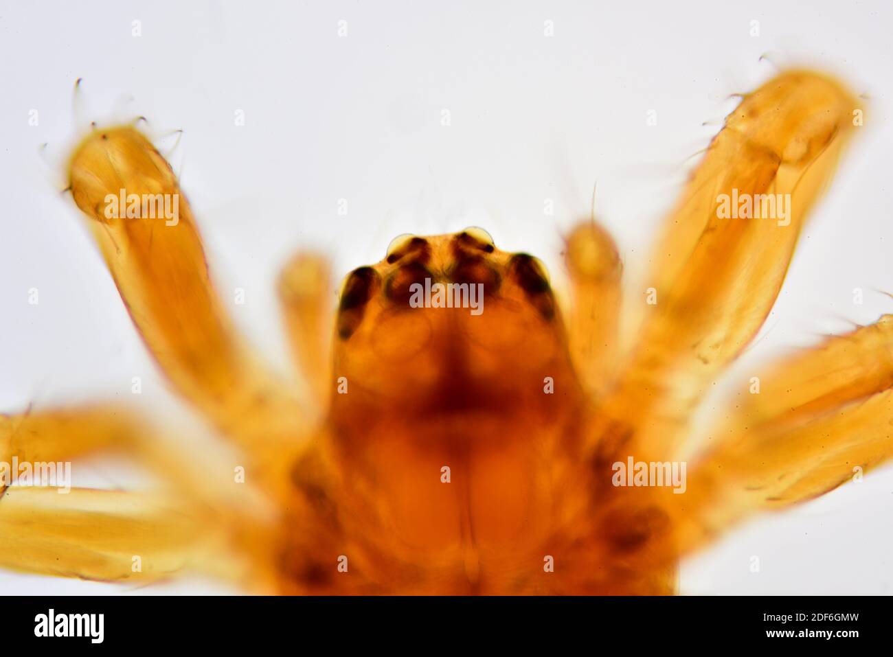 Spider simple eyes. Optical microscope X100. Stock Photo