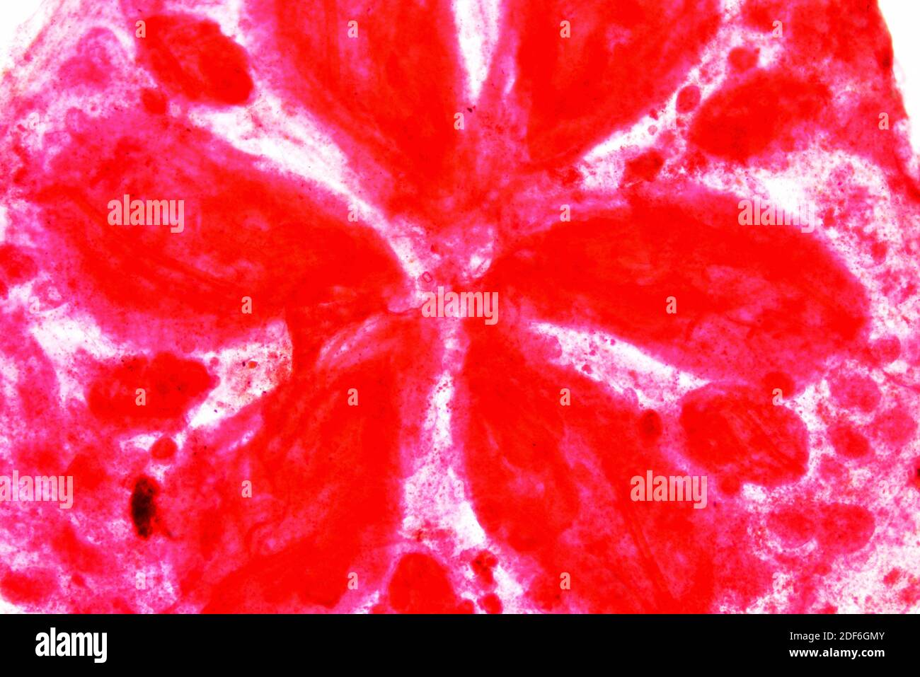 Star ascidian or star tunicate (Botryllus schlosseri), cross section. Optical microscope X40. Stock Photo