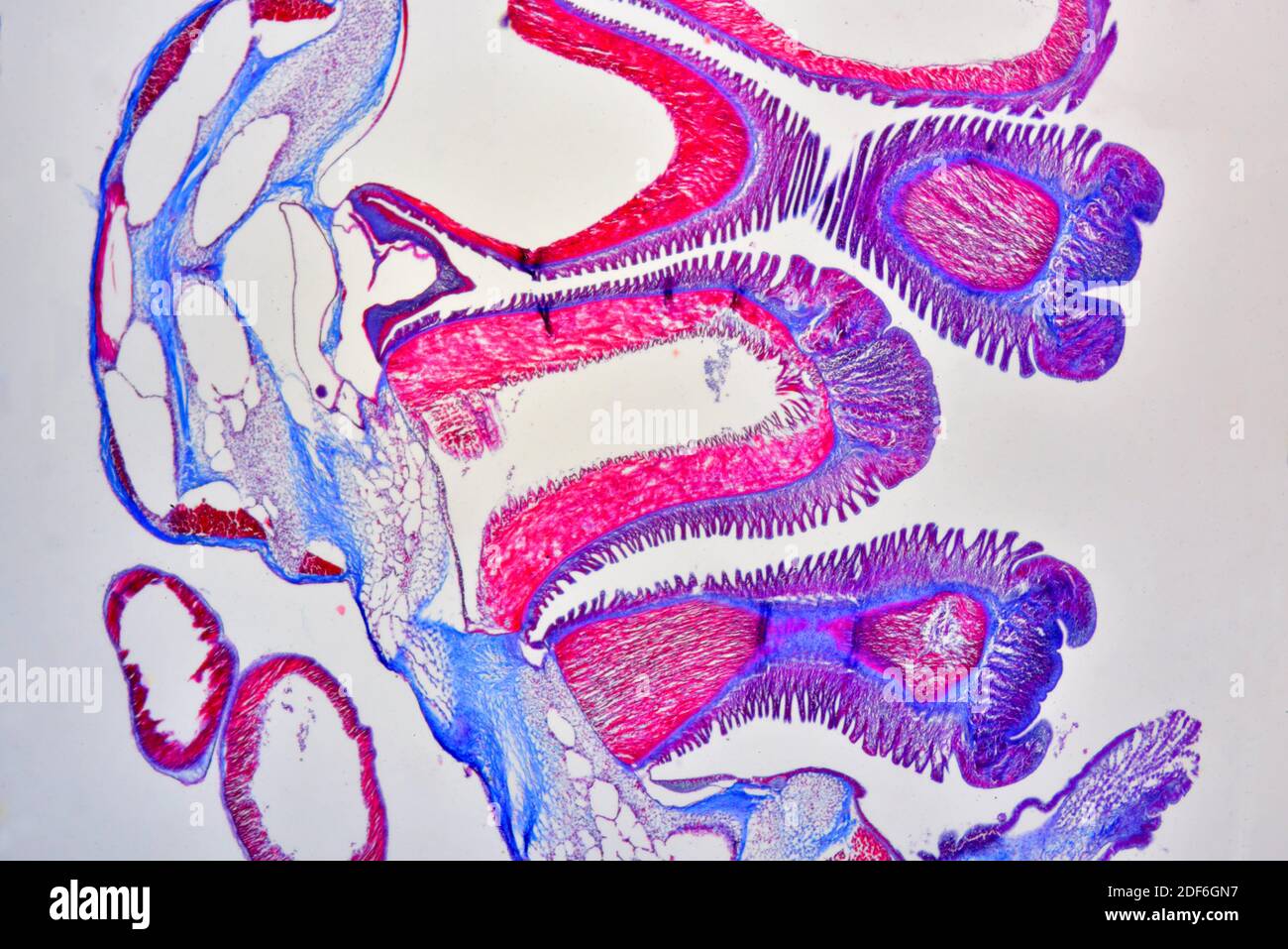 Asterias sp. cross section showing dermis, mucus glands, suckers and tube feets. Optical microscope X40. Stock Photo