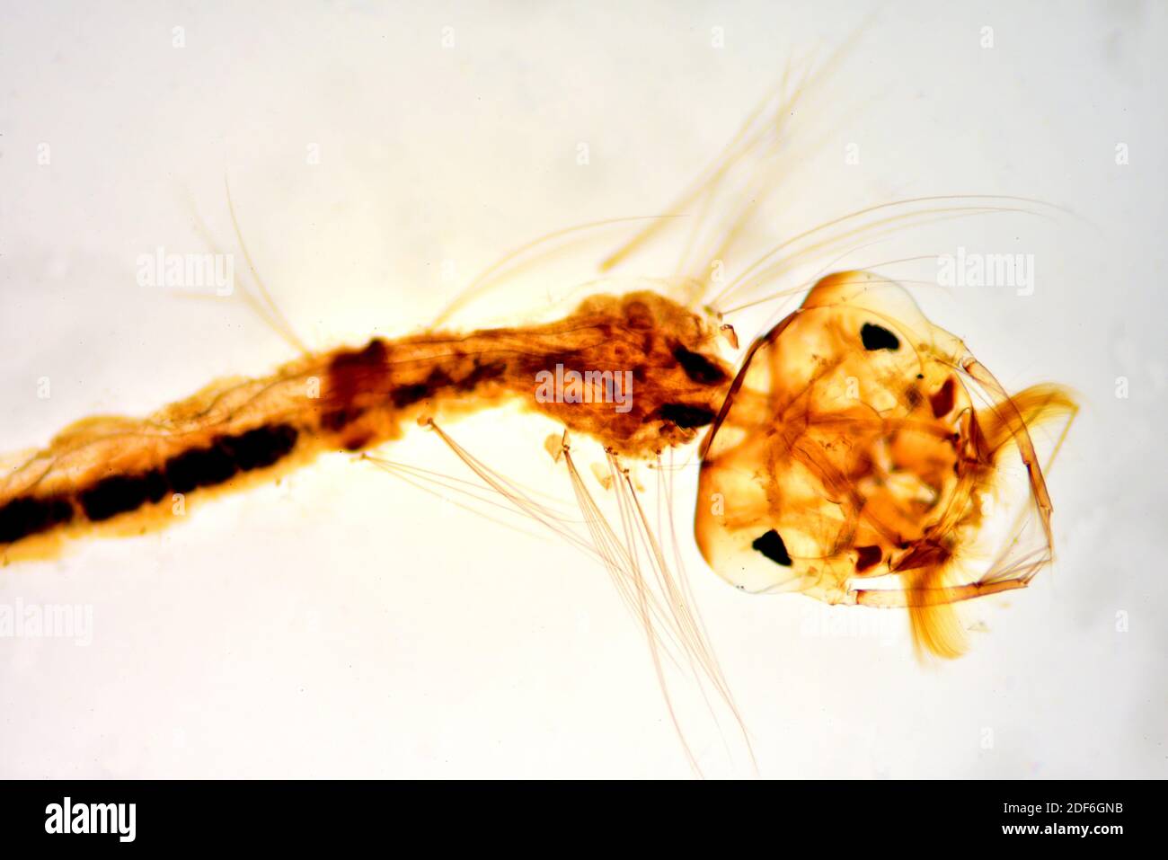 Common house mosquito larva (Culex pipiens) showing head with antennae