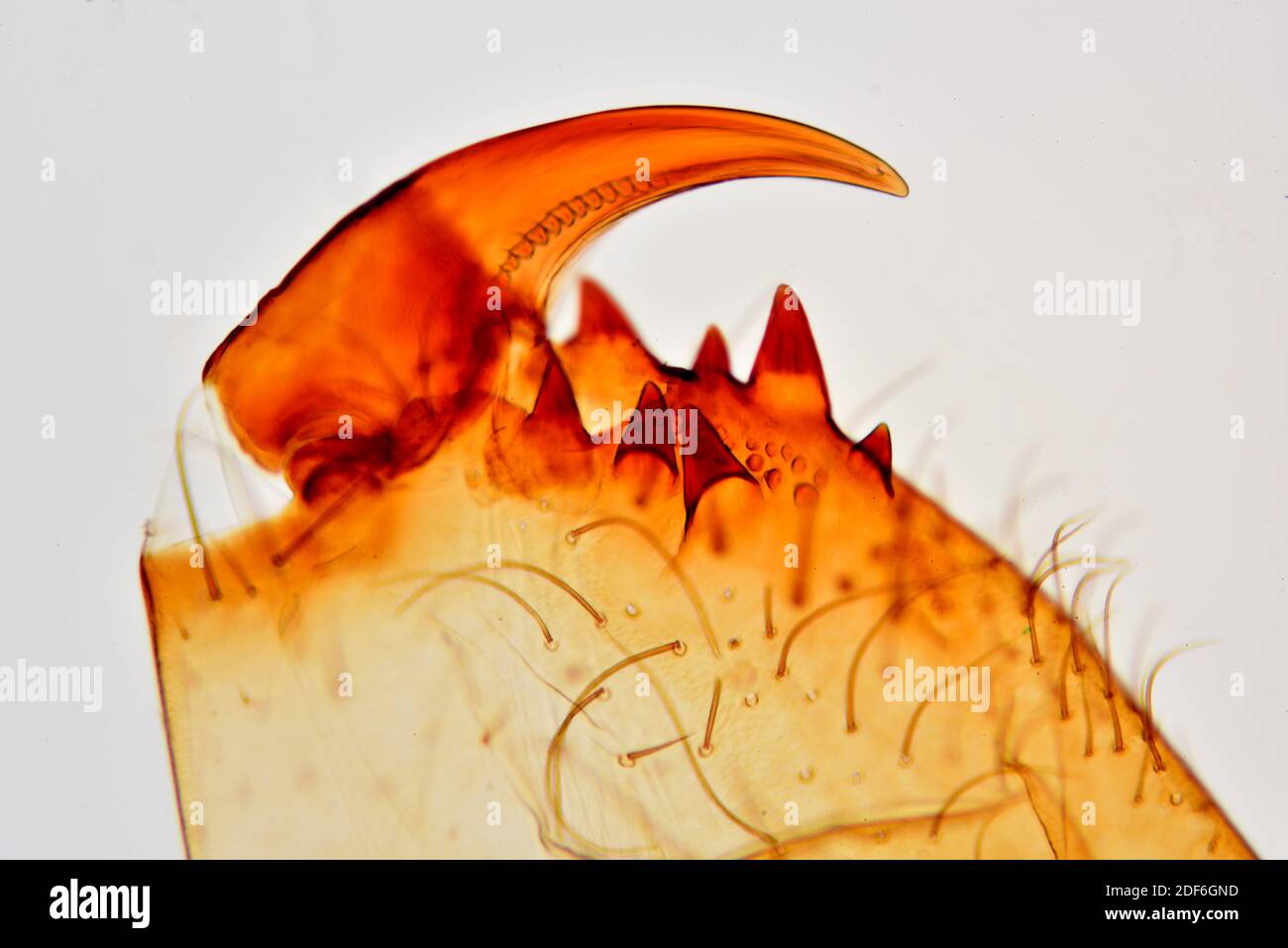 Garden spider (Araneus) chelicerae detail. Optical microscope X100. Stock Photo
