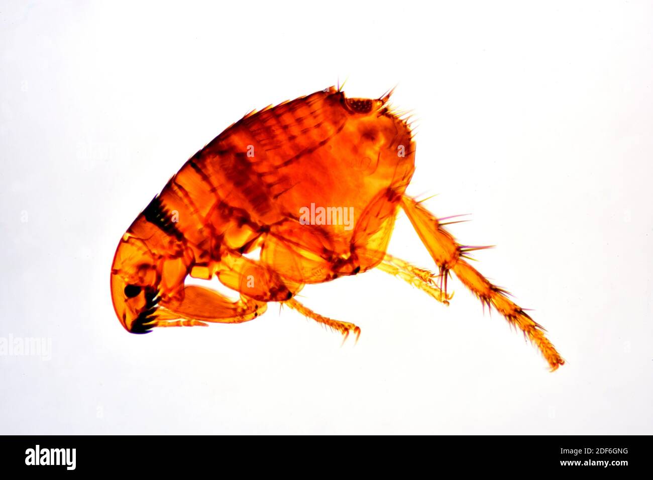 Dog flea (Ctenocephalides canis) is an hematophagous parasitic insect. Complete specimen. Optical microscope X40. Stock Photo