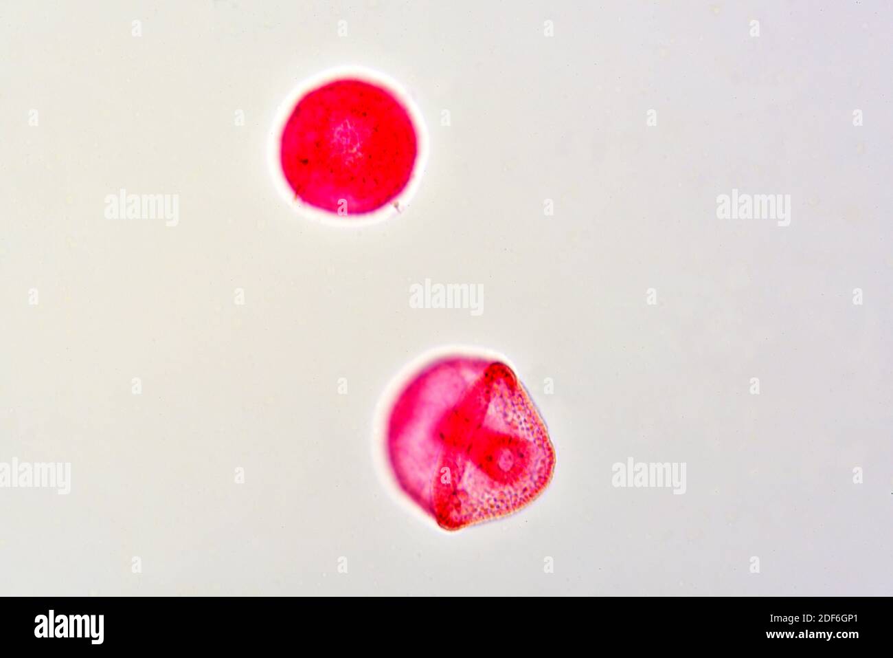 Gastrula High Resolution Stock Photography And Images Alamy