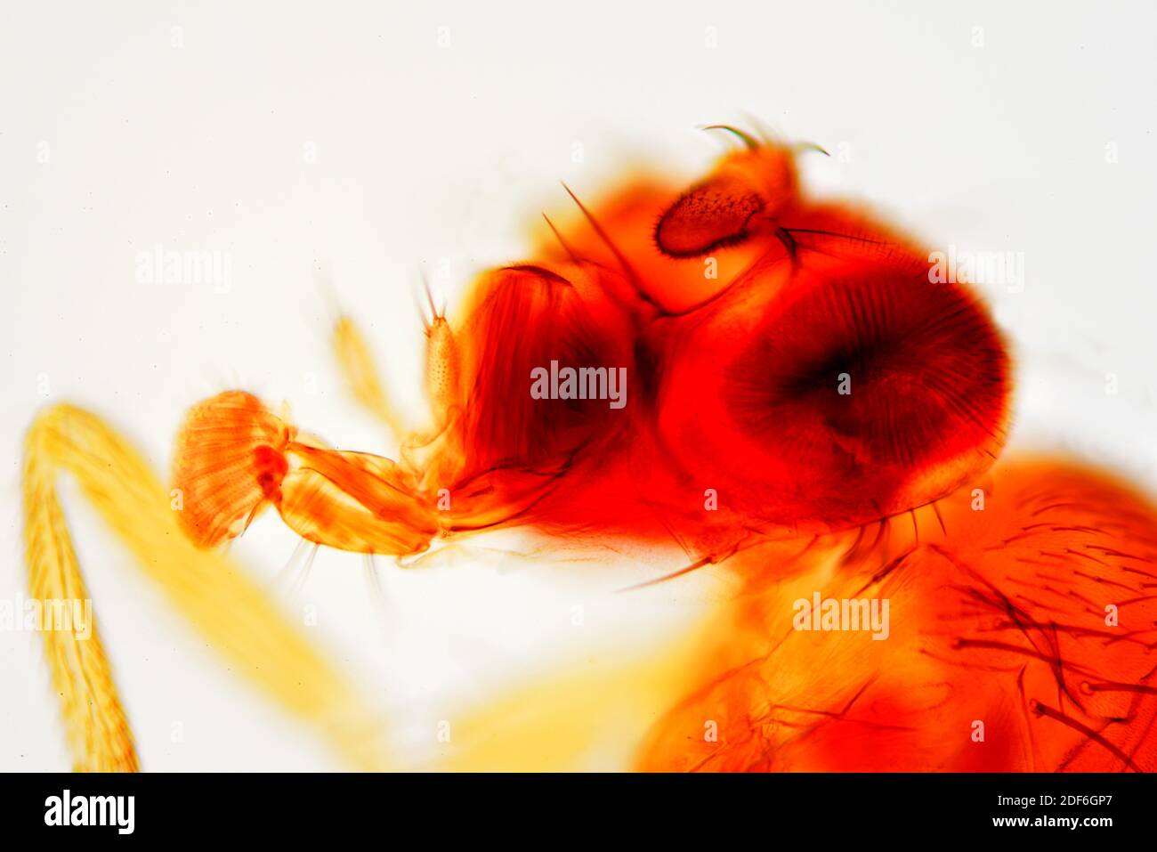Vinegar fly or fruit fly (Drosophila melanogaster) head detail. Optical microscope X100. Stock Photo