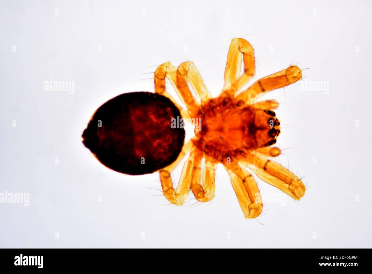 Small spider complete specimen, dorsal view. Optical microscope X40. Stock Photo