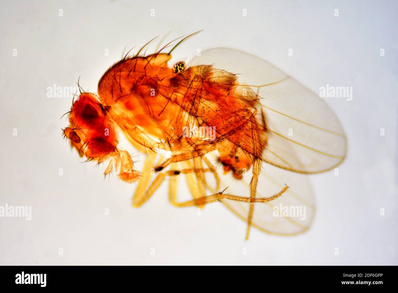 Drosophila micrograph hires stock photography and images Alamy