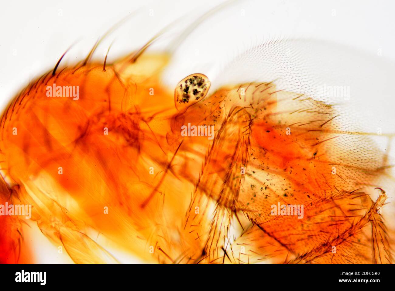 Vinegar fly or fruit fly (Drosophila melanogaster) halter detail. Optical microscope X100. Stock Photo