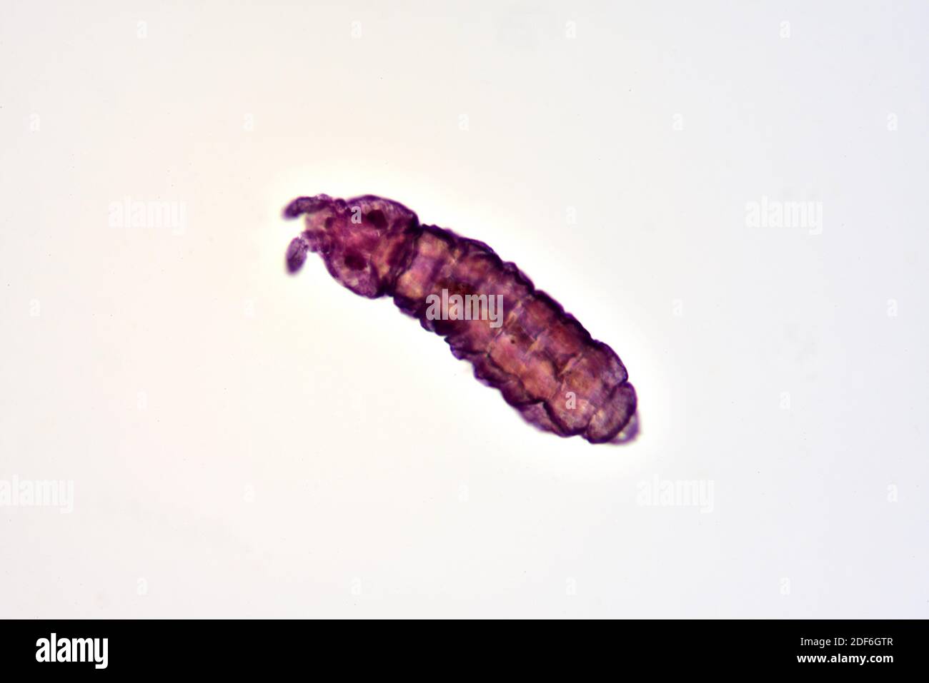 Springtail (Collembola) complet specimen dorsal view. Optical microscope X100. Stock Photo