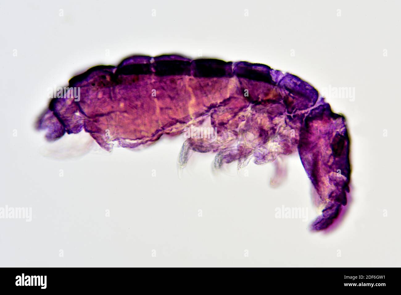 Springtail (Collembola) complet specimen lateral view. Optical microscope X200. Stock Photo