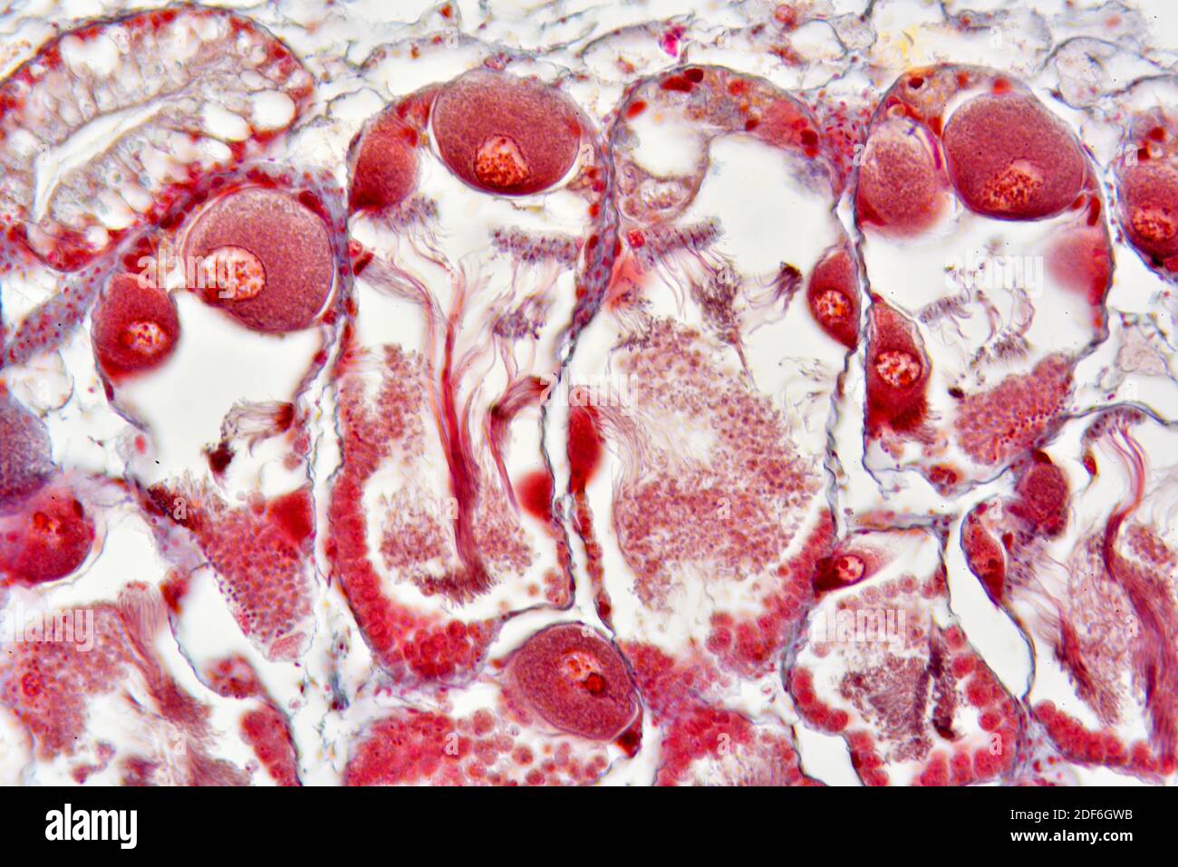 Roman snail (Helix pomatia), hermaphrodite gland (ovotestis). Optical microscope X200. Stock Photo