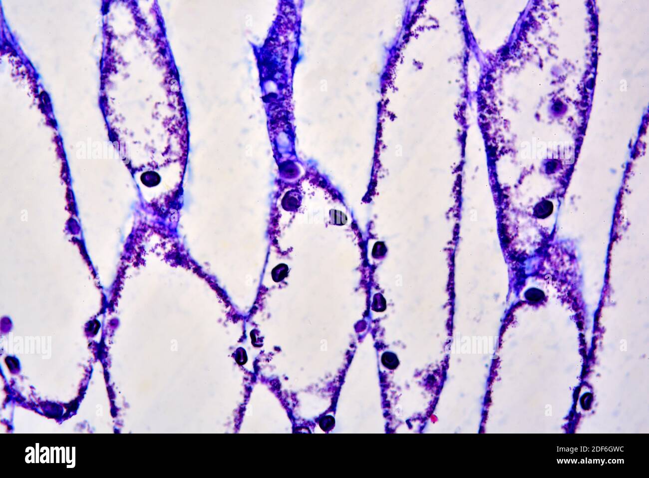 Choanocyte chamber hires stock photography and images Alamy