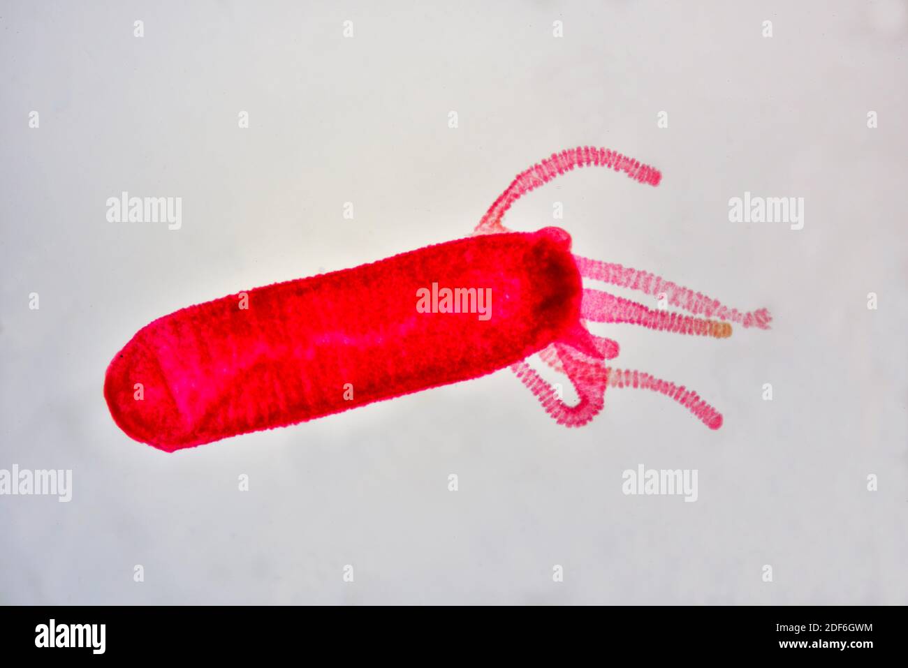 Hydra microscope hi-res stock photography and images - Alamy Hydra microscope hi-res stock photography and images - Alamy