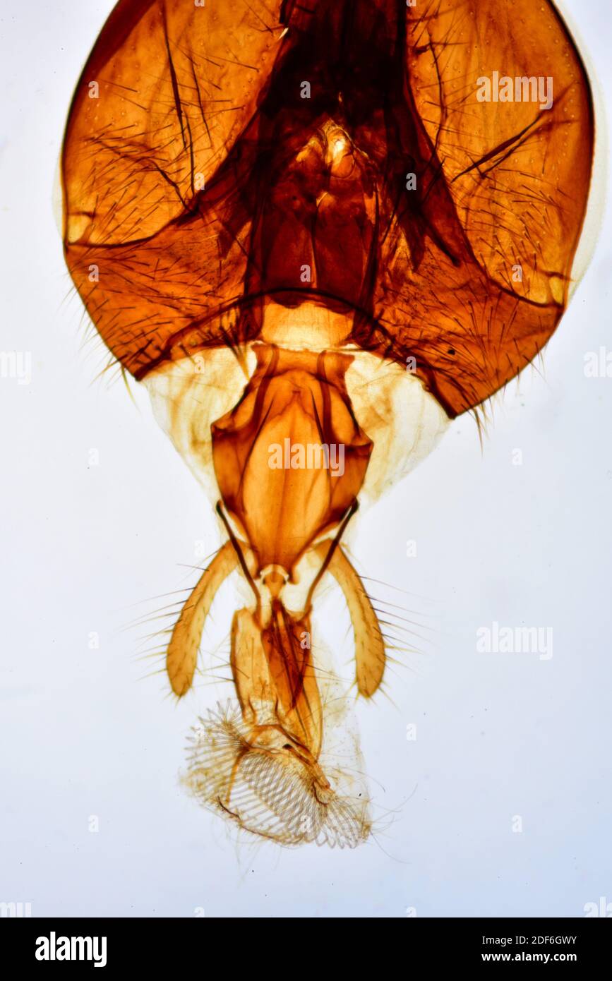 Housefly (Musca domestica) showing proboscis and palps. Optical microscope X40. Stock Photo