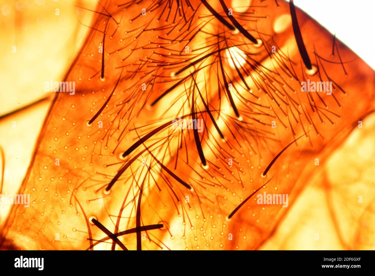 Housefly (Musca domestica) showing cuticle head with hairs. Optical microscope X100. Stock Photo