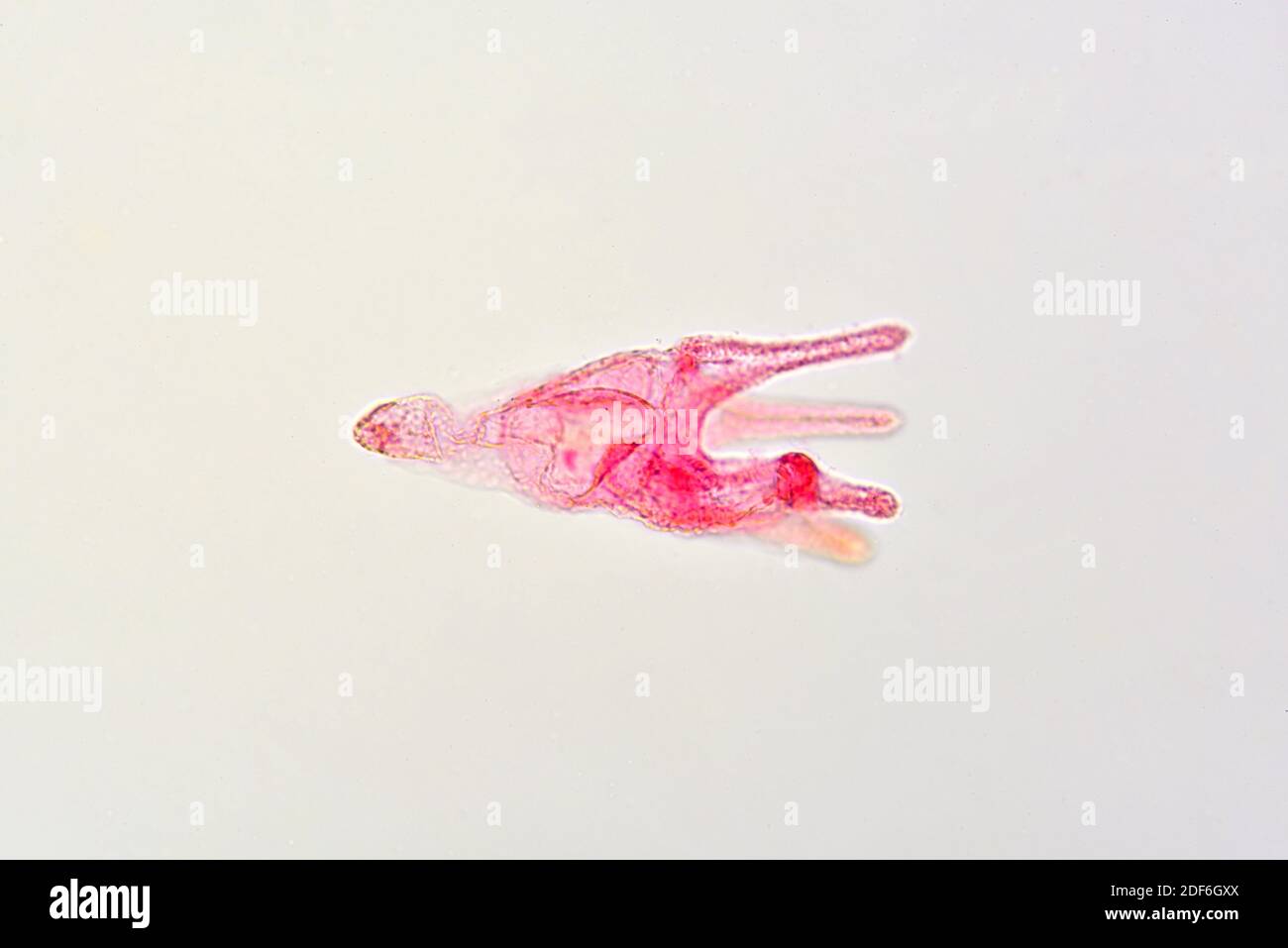 Sea urchin, Pluteus larva. Optical microscope X200. Stock Photo