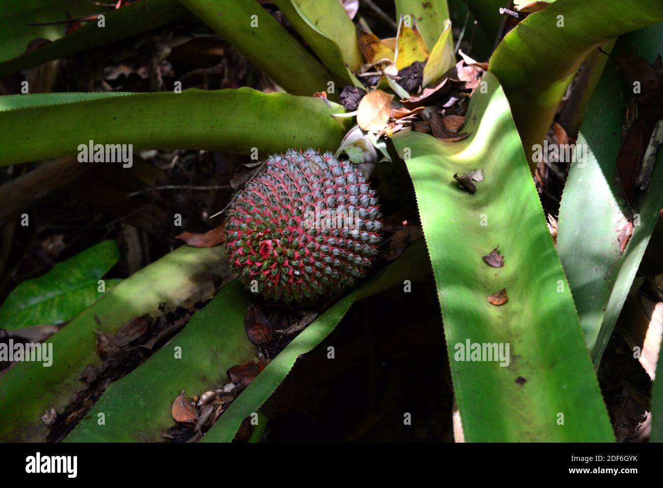 Bromeliad (Aechmea multiflora), inflorescence detail. Sapiringa Mata Atlantica Reserve, Bahia, Brazil. Stock Photo