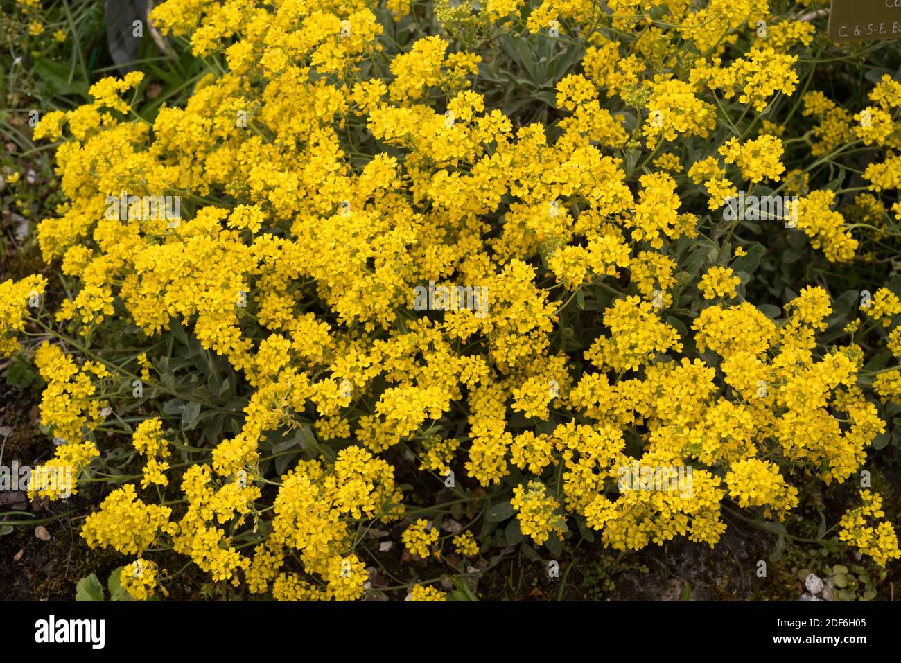 Basket of gold (Aurinia saxatilis) is a perennial Brassicaceae ornamental plant. Stock Photo