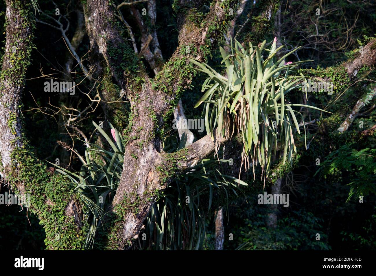Epiphytes bromeliads (Aechmea bracteata) in the Iguazu rainforest (Argentina). Stock Photo