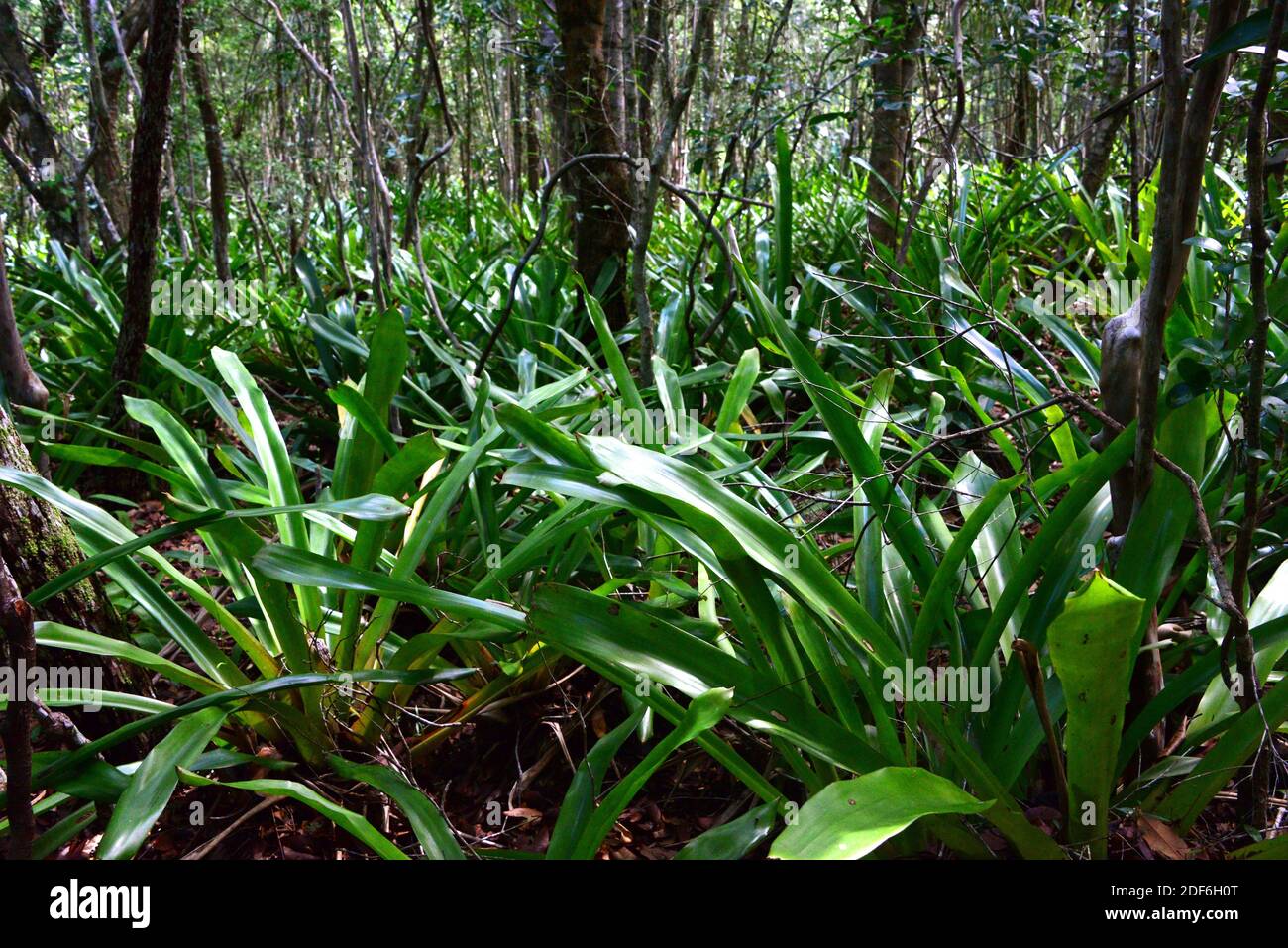 Bromeliad (Aechmea multiflora). Sapiringa Mata Atlantica Reserve, Bahia, Brazil. Stock Photo