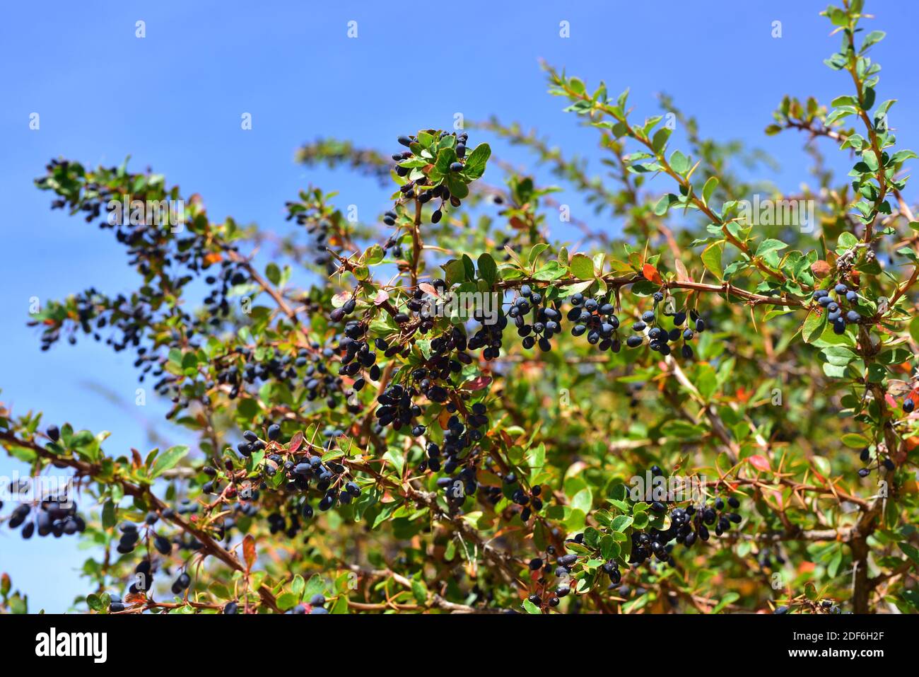 European barberry (Berberis vulgaris) is a thorny shrub with edible