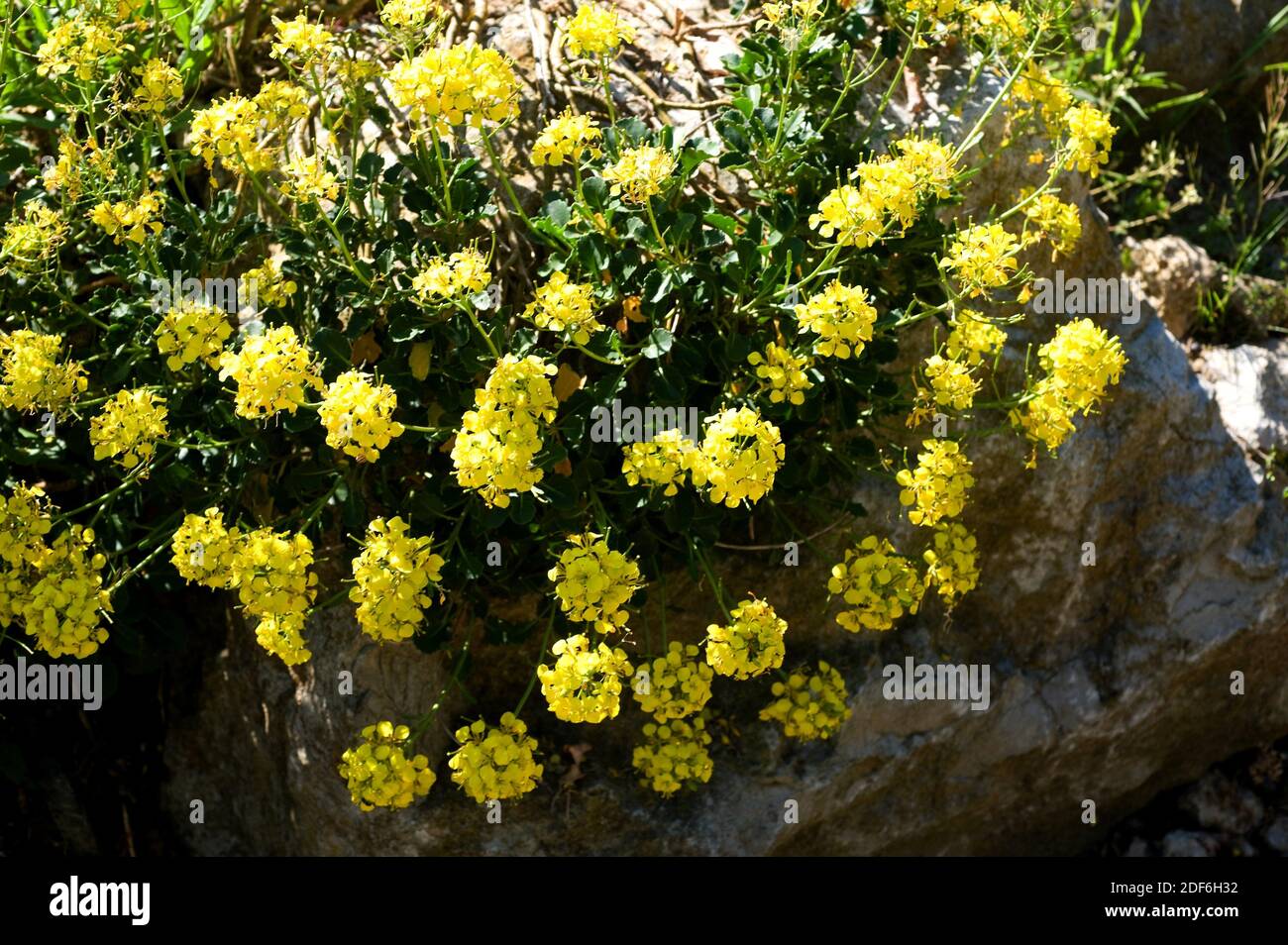Balearic cabbage (Brassica balearica) is a endemic Brassicaceae of Serra de Tramontana, Mallorca, Balearic Islands, Spain. Stock Photo