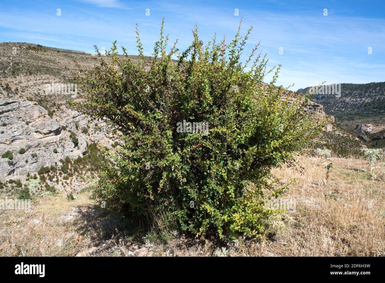 European barberry (Berberis vulgaris) is a thorny shrub with edible