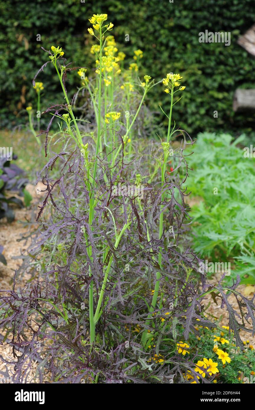 Black mustard (Brassica nigra) is an annual plant cultivated for its