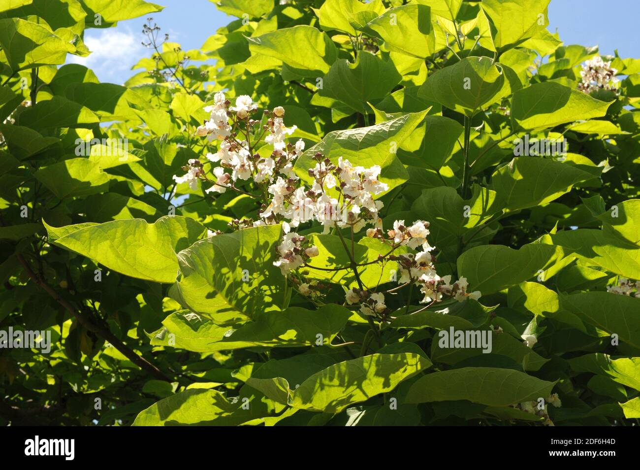 Southern catalpa or cigar tree (Catalpa bignoniodes) is a deciduous tree native to southeastern United States of America. Stock Photo