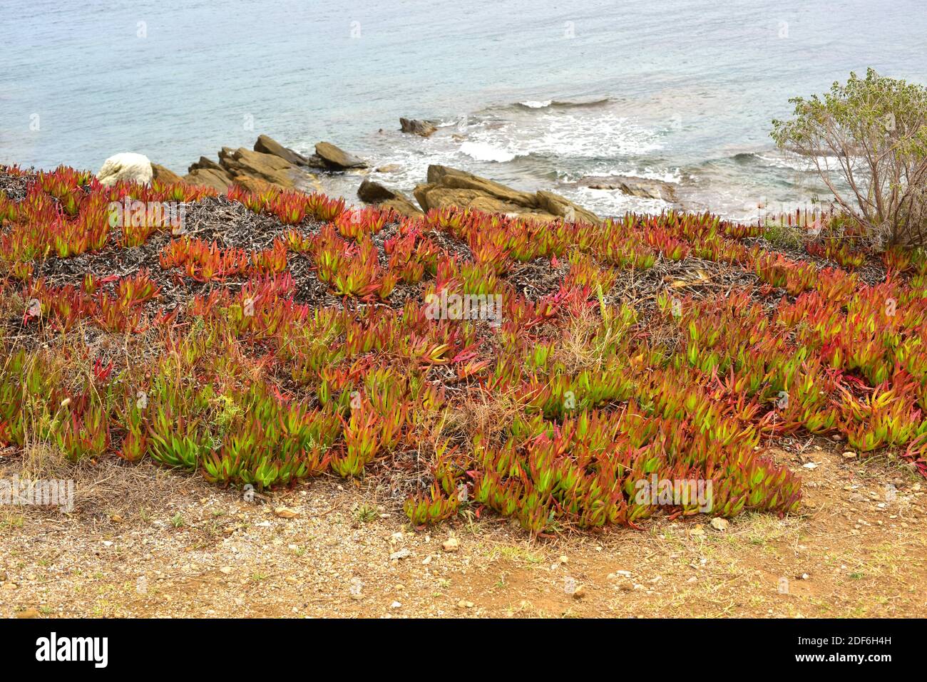 Hottentot fig or ice plant (Carpobrotus edulis) is creeping succulent