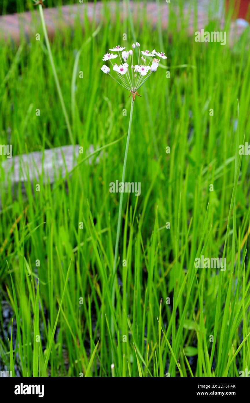 Flowering rush or grass rush (Butomus umbellatus) is a perennial aquatic plant. Stock Photo