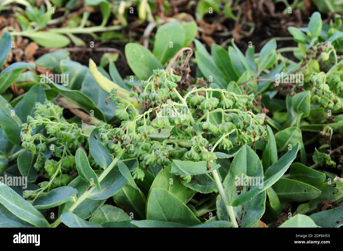 Caccinia macranthera is a perennial plant native to Turkey, Iraq, Iran and Pakistan. Stock Photo