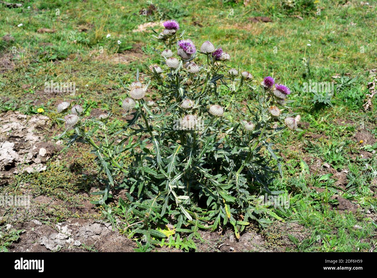Woolly thistle (Cirsium eriophorum) is a biennial herb of thorny leaves. This photo was taken in Montgarri, Pallars Sobira, Lleida, Catalonia, Spain. Stock Photo