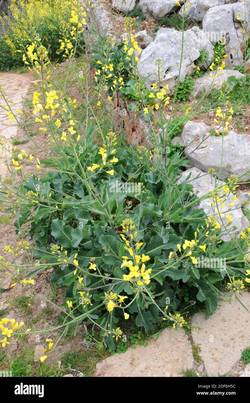Mustard (Brassica cretica) is native to Greece, Lebanon and Turkey. Stock Photo