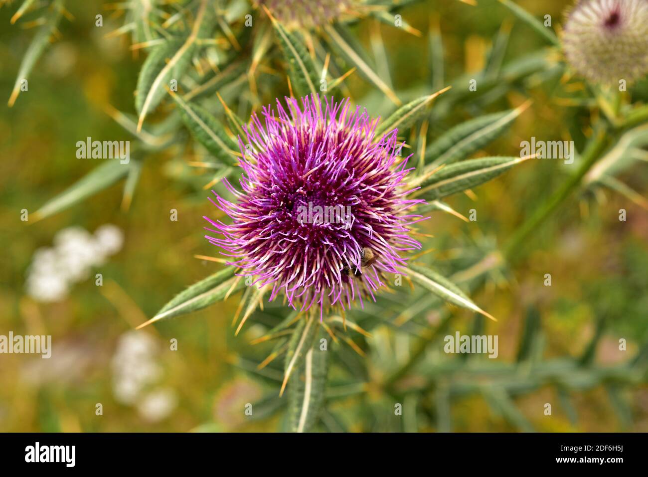 Woolly thistle (Cirsium eriophorum) is a biennial herb of thorny leaves. Flower head detail. This photo was taken in Montgarri, Pallars Sobira, Stock Photo