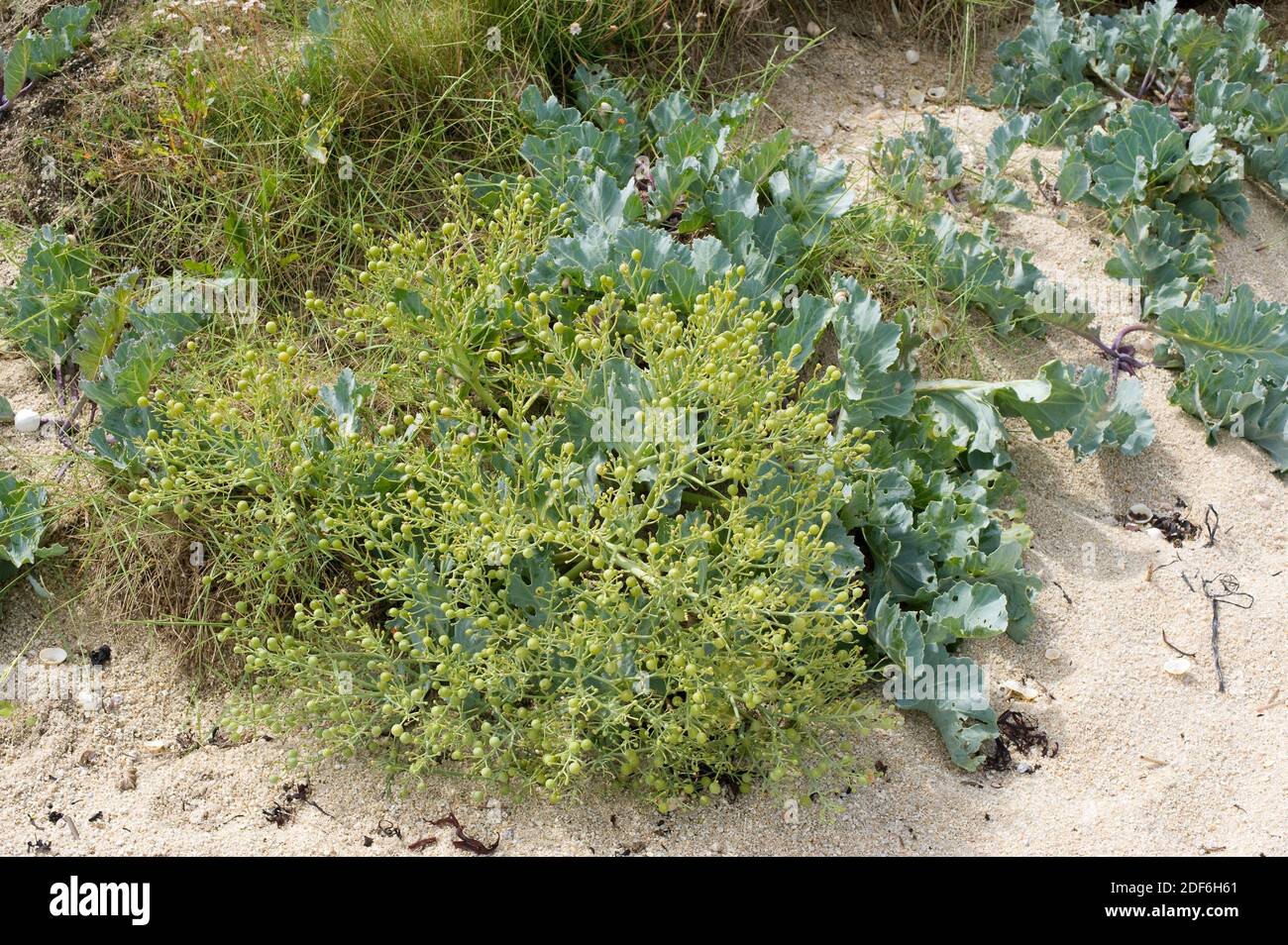 Sea kale (Crambe maritima) is halophytic perennial plant native of Europe coastline. This photo was taken in Britanny, France. Stock Photo
