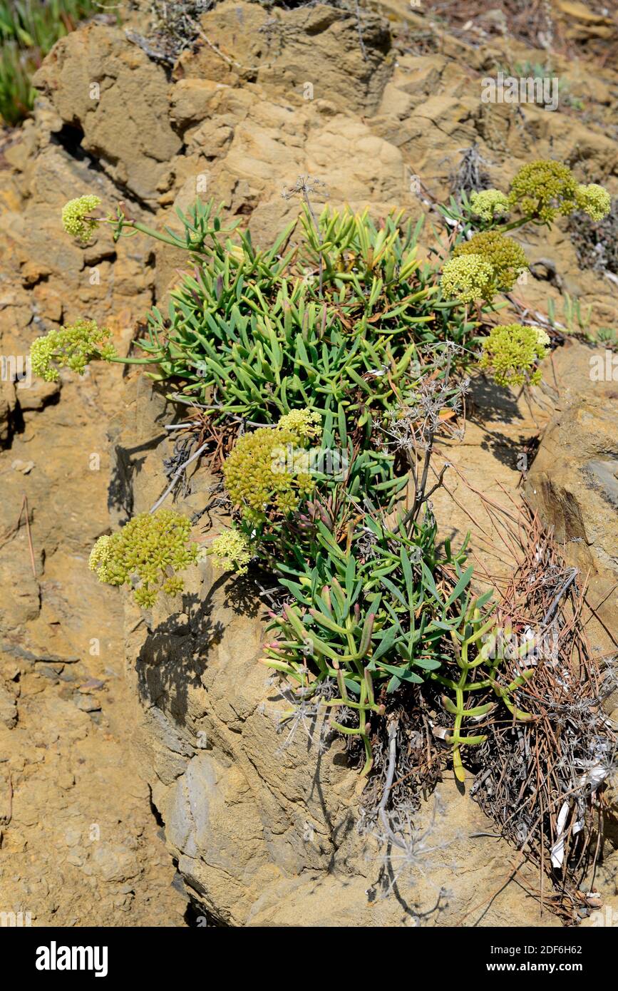 Sea fennel or samphire (Crithmum maritimum) is an edible plant native to Mediterranean and Canary Islands coast and western coastlines of Europe. Stock Photo