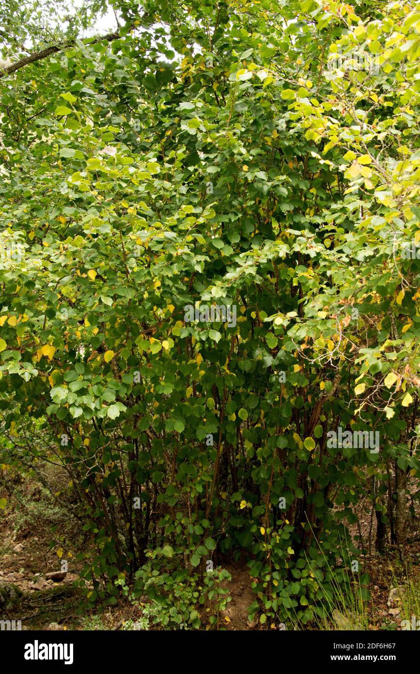 Wild common hazel (Corylus avellana) is a shrub native to Europe and western Asia. This photo was taken in Tosande, Montana palentina, Palencia, Stock Photo