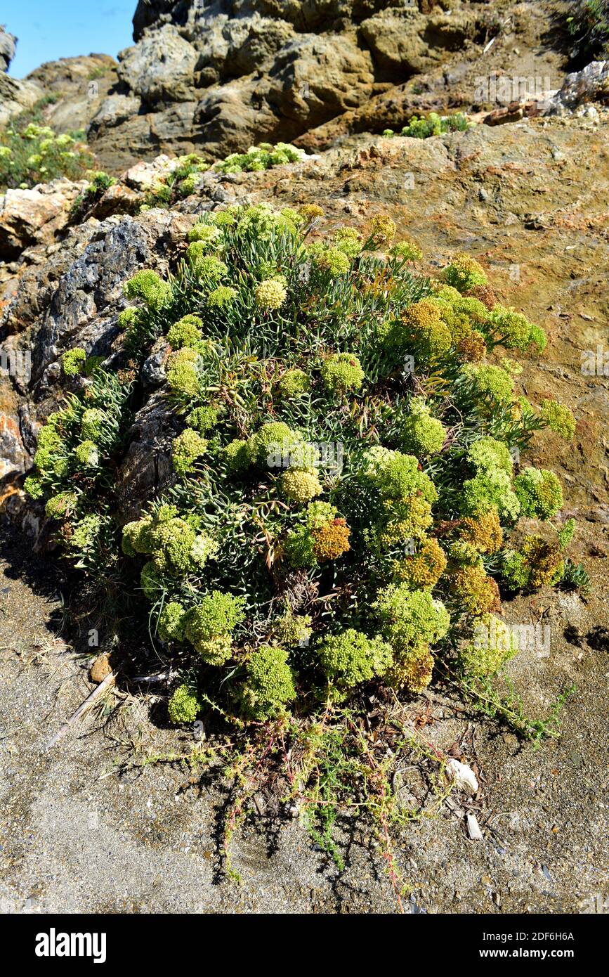 Sea fennel or samphire (Crithmum maritimum) is an edible plant native