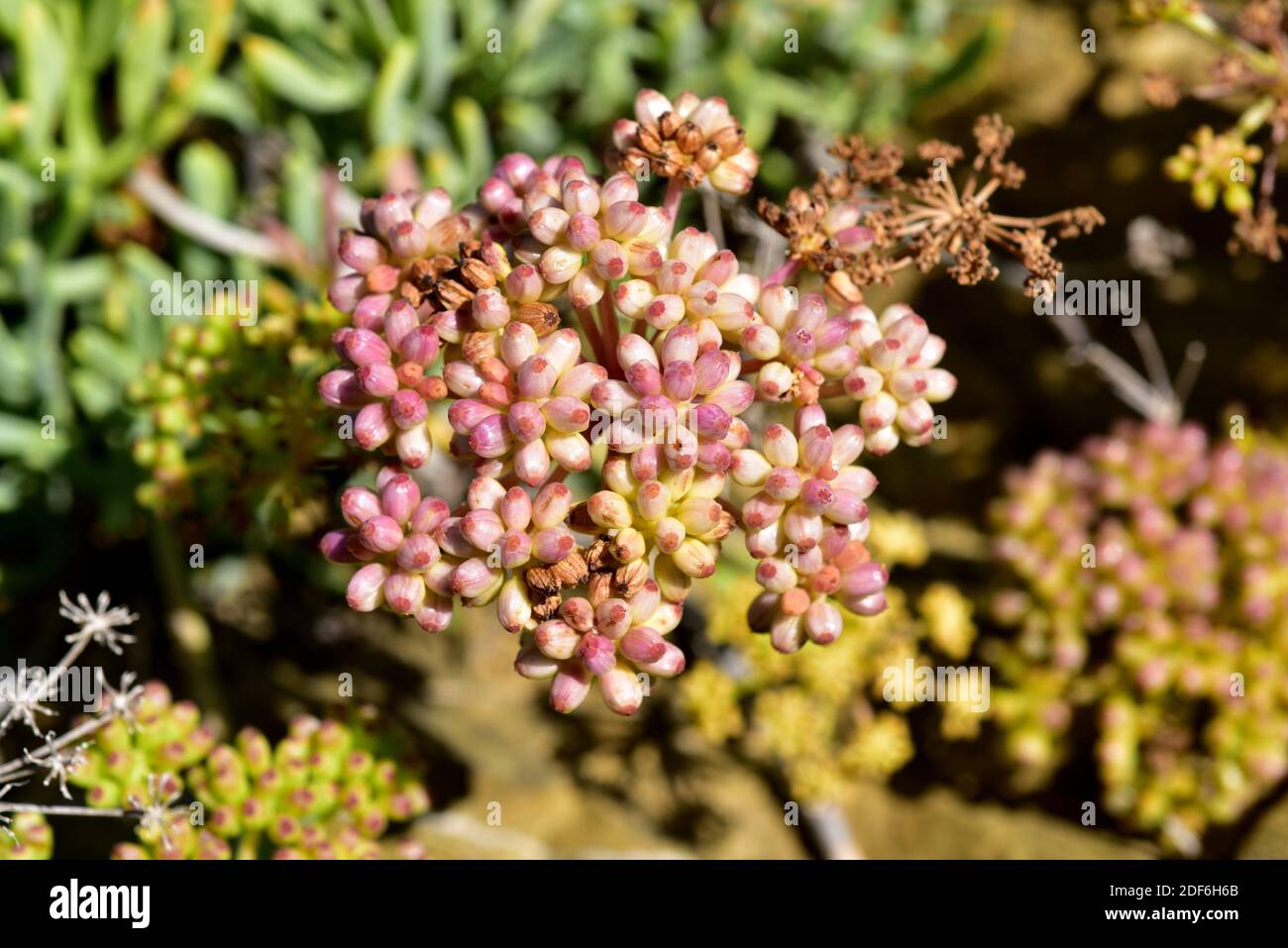 Sea fennel or samphire (Crithmum maritimum) is an edible plant native