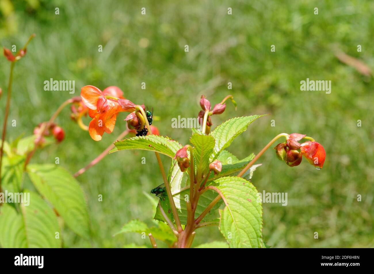 Touch-me-not or jewelweed (Impatiens fischeri). This photo was taken in Bale, Ethiopia. Stock Photo