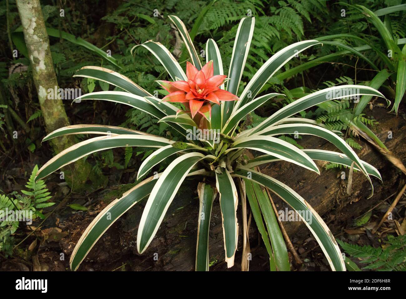 Scarlet star (Guzmania lingulata) is an epiphytic and perennial plant native to tropical America. Stock Photo