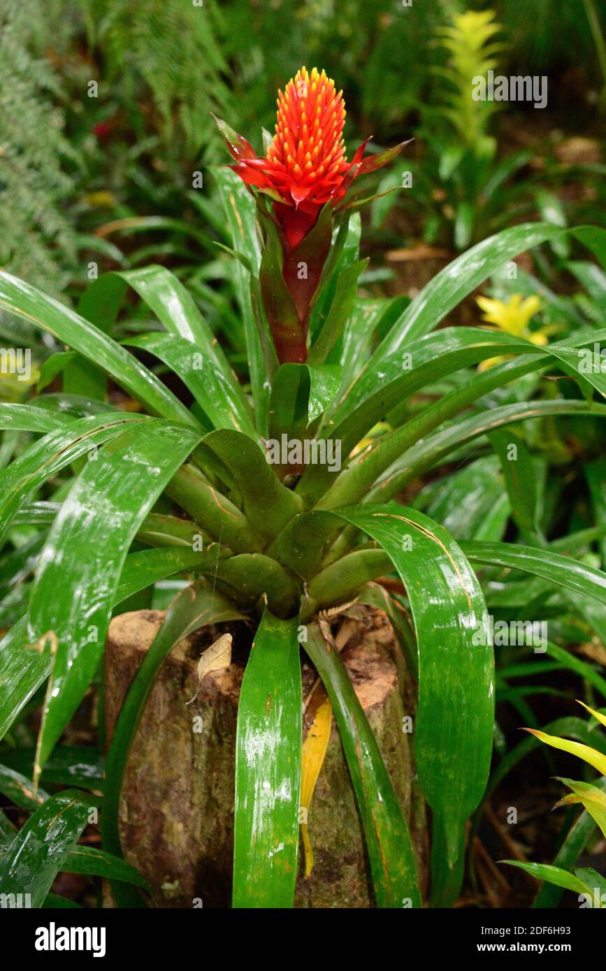 Scarlet star (Guzmania lingulata) is an epiphytic and perennial plant native to tropical America. Stock Photo