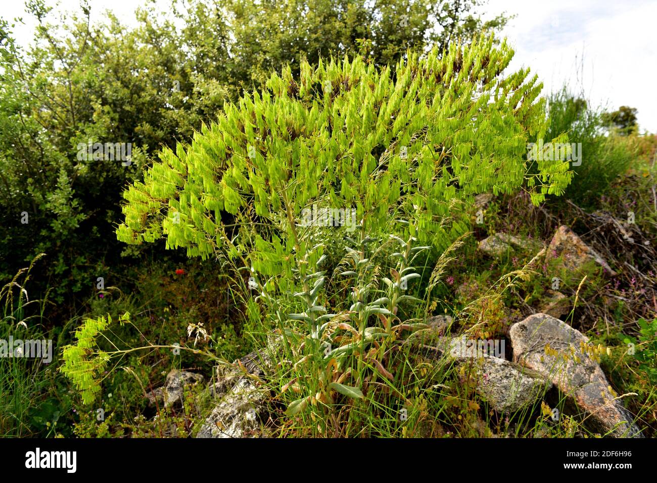 Woad (Isatis tinctoria) is an herb native to Asia but naturalized in