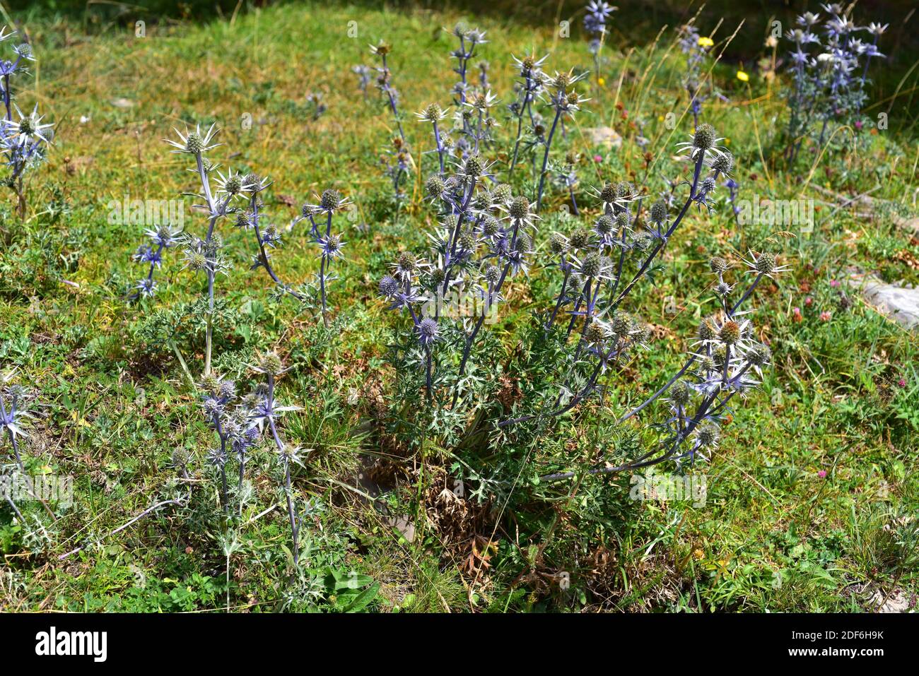 Mediterranean sea holly (Eryngium bourgatii) is a perennial spiny herb