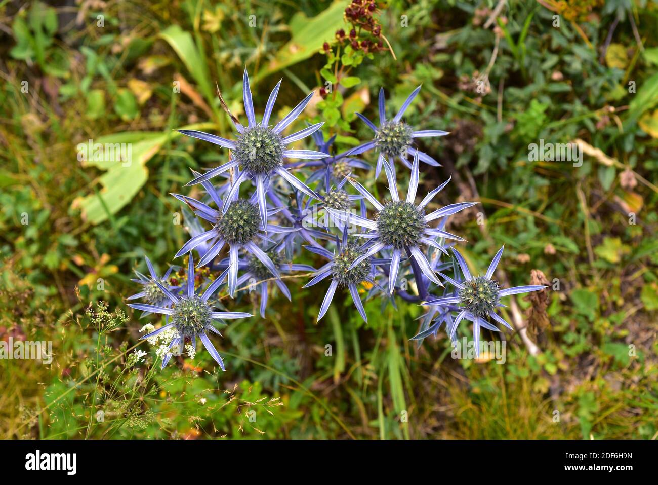 Mediterranean sea holly (Eryngium bourgatii) is a perennial spiny herb